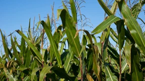 Agrarkonzerne verzichten auf Genmais-Anbau in Deutschland