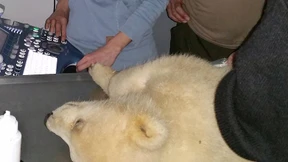 „Eine artgerechte Eisbärenhaltung im Zoo ist nicht möglich“