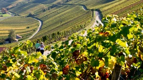 Ein derart perfekter Weinberg entsteht nicht über Nacht