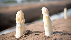 Gute Bedingungen für das Stangengemüse