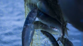 Wie auf dem Fischmarkt