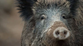 Kranke Wildschweine könnten Haustiere gefährden