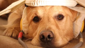 Horch Hasso, das Herrchen heult!