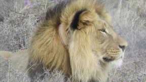 Jetzt ist er wieder ein glücklicher Löwe