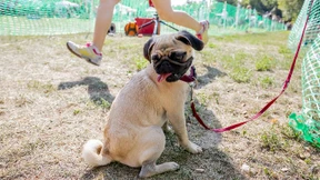 Halter laufen für ihre Möpse