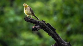 Land fördert Naturschutzleistungen von Bauern