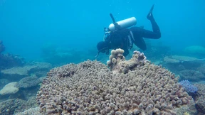 Steht ein großes Korallensterben bevor?