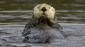 Warum Seeotter nicht frieren