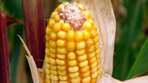 Der Anbau von Genmais 1507 wird wohl zugelassen