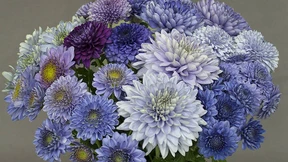 Lasst blaue Blumen blühen