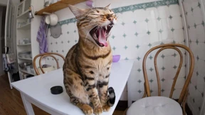 Ich bin gar nicht so müde