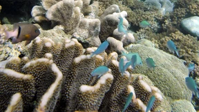 Antibiotika aus Schwämmen