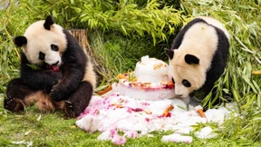 Eistorte für Pandabären Pit und Paule