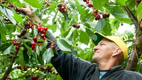 Obstbauern verhalten sich wie Aktionäre