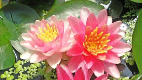 Tropische Blütenpracht in Brandenburg