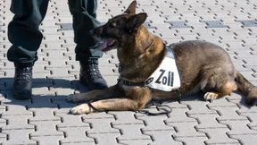 Kokain im Rucksack, Marihuana in Holzgiraffen