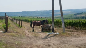 Angela Merkel irrt sich nie