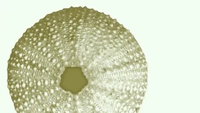 Nach der Pfeife der Zellen wird getanzt