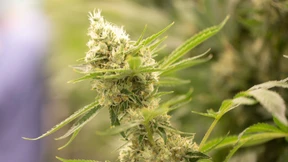 Baut euren Stoff doch selber an!