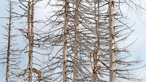 In der Krise sinkt die Zahl europäischer Baumarten