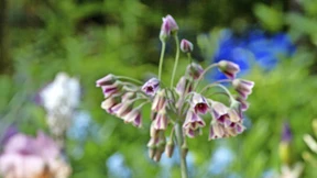 Die Ballsaison ist eröffnet