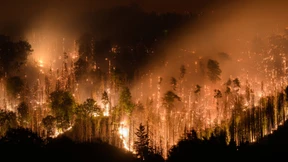 Peter Wohlleben: „Heimische Wälder brennen nicht“
