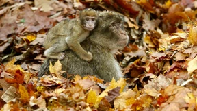 Außergewöhnliche Erntehelfer