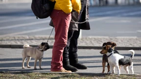 Der Bello-Dialog geht weiter