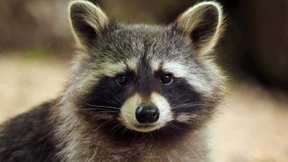 Schonzeit für Waschbären vor Gericht