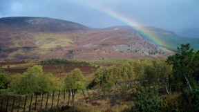 Pfifferlinge für den König