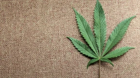 CDU und Grüne streiten über Cannabis 