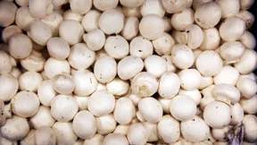 Champignons von ausgebeuteten Erntehelfern