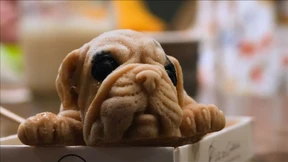 Hundewelpen zum Verzehr