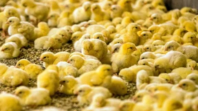 Aldi will männliche Küken gar nicht erst ausbrüten