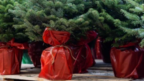 Weihnachtsbäume im Topf mieten