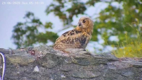 Geflügelter Glücksfall