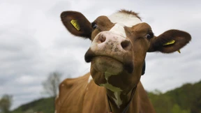 Mit Kuhmilch Gutes tun