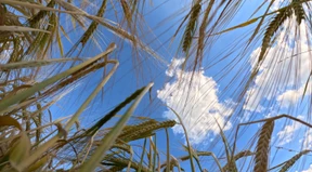 Agrar-Erzeugerpreise und Großhandelspreise sind weiter gesunken