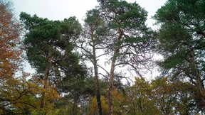 Rote Nadeln kündigen den Tod der Kiefer an