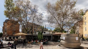 Vergiftete Platanen müssen gefällt werden