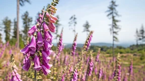 Wie Unternehmen ihren Einfluss auf die Biodiversität messen
