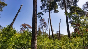 Rettungsaktion für den Frankfurter Stadtwald