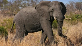 Bienen dienen als Abschreckung