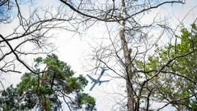 Nur drei Prozent der Bäume gesund