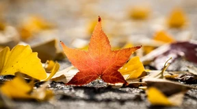 So fangen Sie den Herbst ein