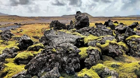 So helfen Moose unseren Ökosystemen