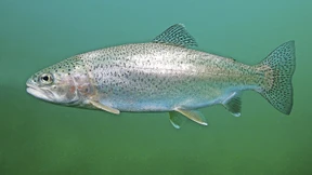 Die perfekter Forelle im Wirsingmantel