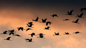 Sperrfeuer an der Tankstelle