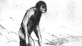 Der Yeti ist ein Bär