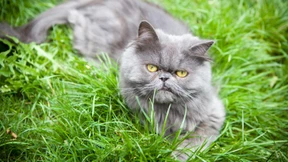 Ist meine Katze normal?